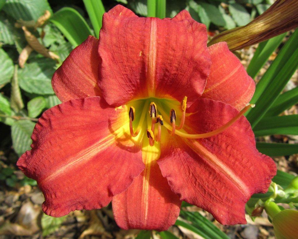 Hemerocallis 'Red Rum'